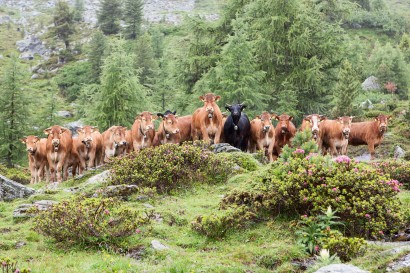 Kühe auf der Bergweide im Wallis